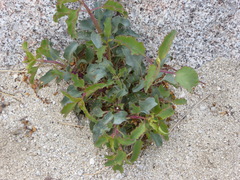 Penstemon clevelandii clevelandii