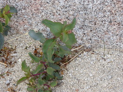 Penstemon clevelandii clevelandii