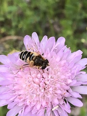 Eristalis