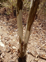 Libidibia sclerocarpa