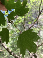Acer granatense