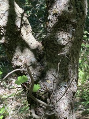 Acer granatense