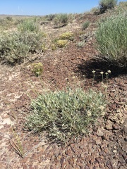 Eriogonum pauciflorum