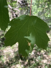 Acer granatense