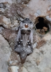 Parahypopta caestrum