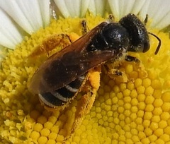 Halictus ligatus