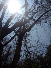 Libidibia sclerocarpa