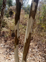 Libidibia sclerocarpa