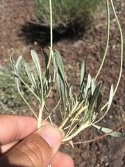 Eriogonum pauciflorum