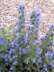 Echium vulgare