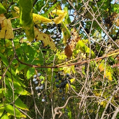 Vitis riparia