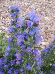 Echium vulgare