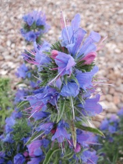 Echium vulgare