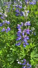 Lupinus nootkatensis