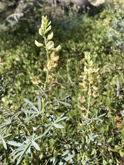 Lupinus angustiflorus