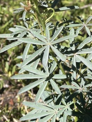 Lupinus angustiflorus