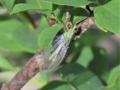 Chrysopa coloradensis