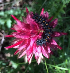 Euphydryas chalcedona
