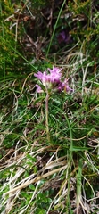 Thymus praecox britannicus