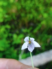 Viola selkirkii