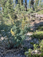 Lupinus angustiflorus