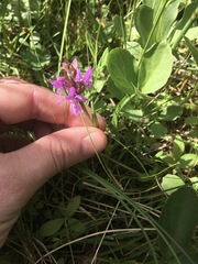 Dactylorhiza incarnata