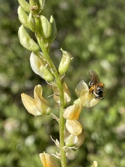 Lupinus angustiflorus