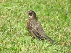 Turdus migratorius