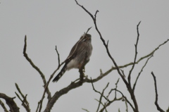 Spiziapteryx circumcincta