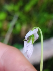 Viola selkirkii