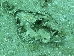 Pleuronichthys coenosus