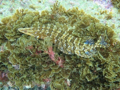 Giant Kelpfish photo 4
