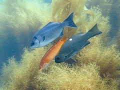 Halichoeres semicinctus