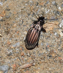 Carabus melancholicus