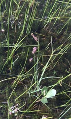 Carex magellanica