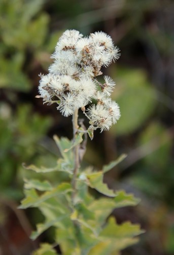 Image of Gymnanthemum crataegifolium by (c) Tony Rebelo, some rights reserved (CC BY-SA)