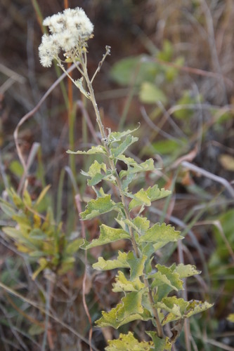 Image of Gymnanthemum crataegifolium by (c) Tony Rebelo, some rights reserved (CC BY-SA)