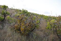 Protea rubropilosa