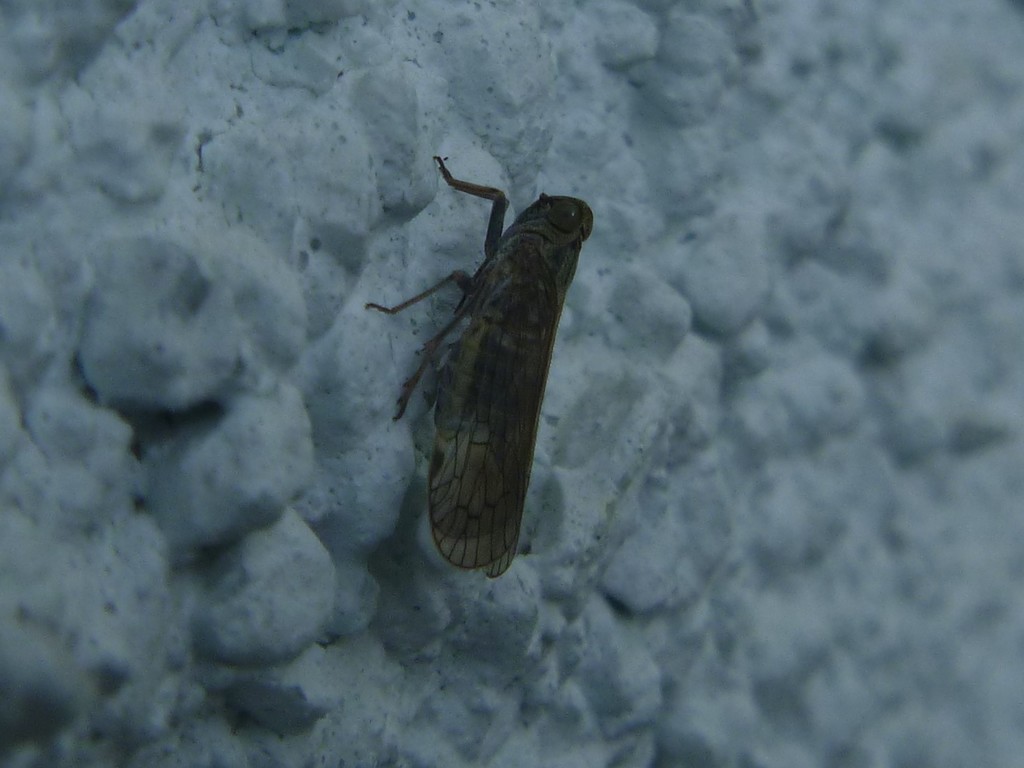 Reptalus cuspidatus