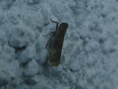 Reptalus cuspidatus