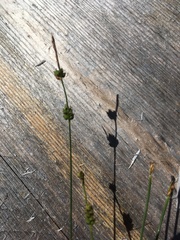 Carex pilulifera
