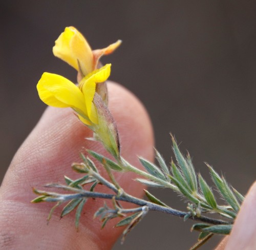 Image of Pearsonia aristata by (c) Tony Rebelo, some rights reserved (CC BY-SA)