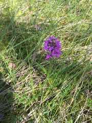 Dactylorhiza incarnata
