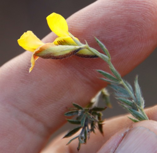 Image of Pearsonia aristata by (c) Tony Rebelo, some rights reserved (CC BY-SA)
