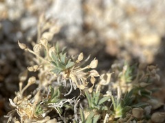 Cusickiella douglasii