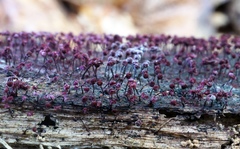 Cribraria purpurea