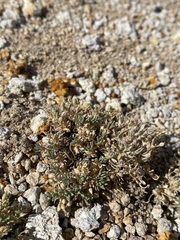 Cusickiella douglasii