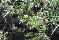 Tridax coronopifolia
