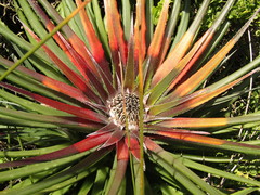 Fascicularia bicolor bicolor