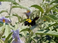 Xylocopa pubescens